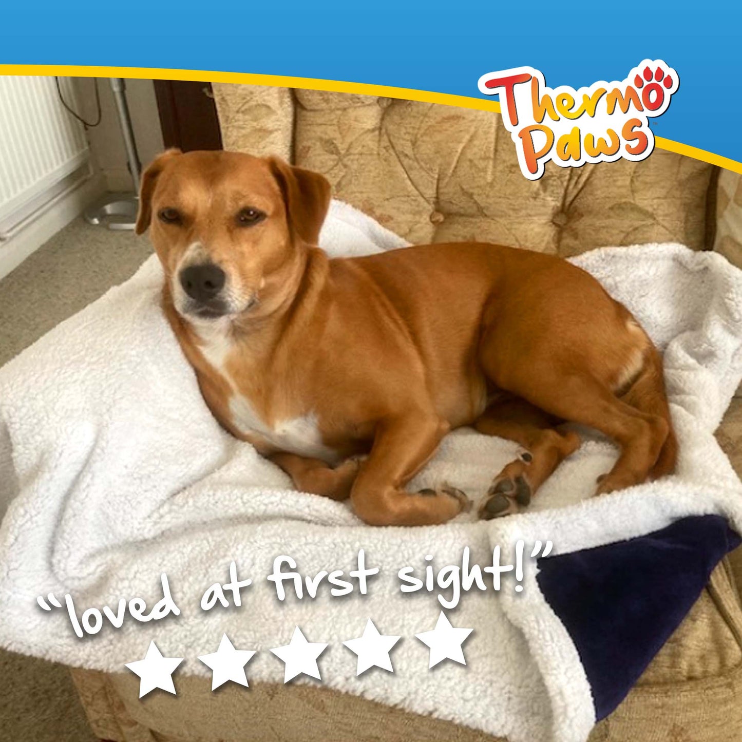 Luxury Pet Blanket (Blue) - DSL