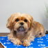 Pet Cooling Mat - PawPride - DSL