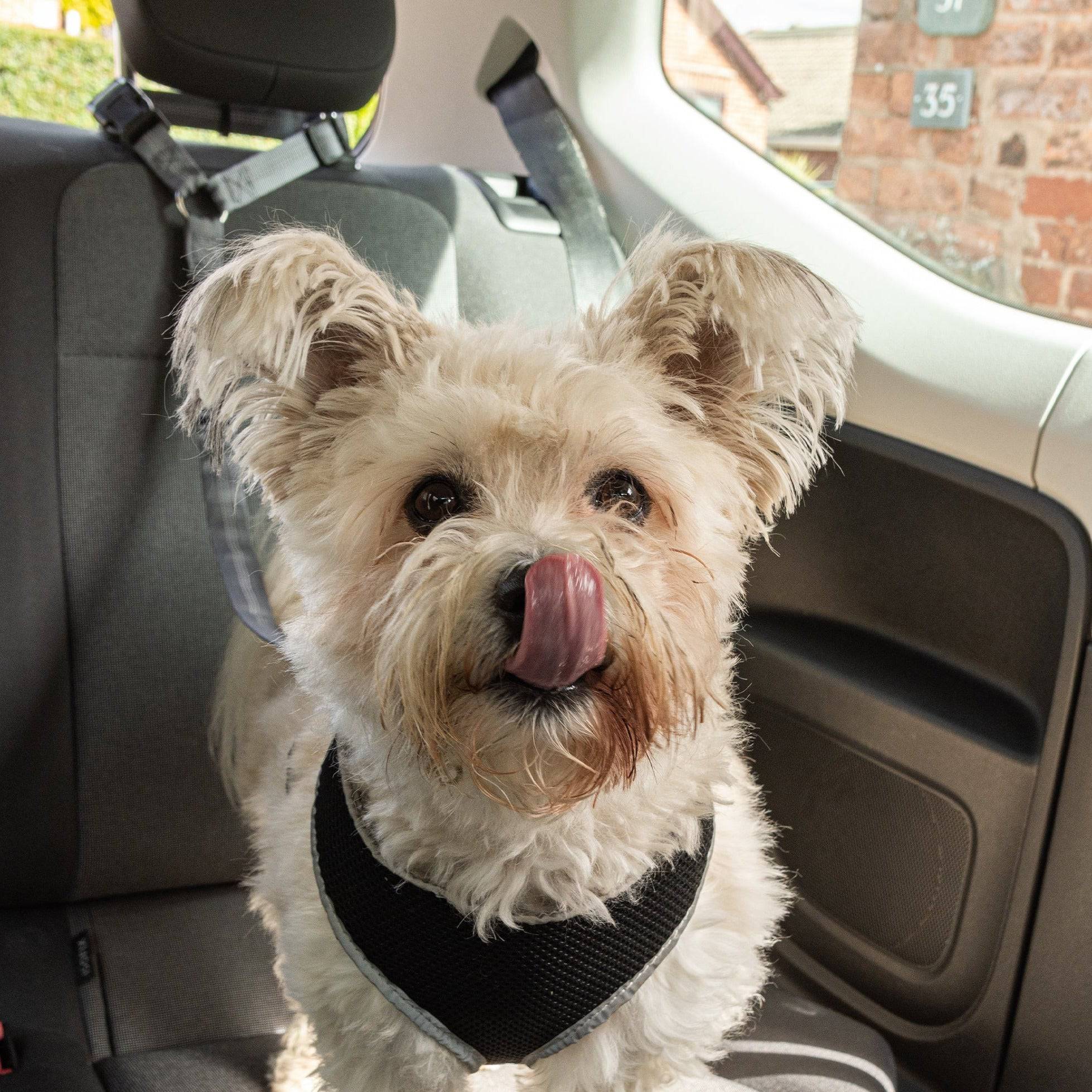 Multi-Purpose Pet Seat Belt - Pawpride - DSL