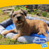 Pet Cooling Bed Mat (Large) - Pawpride - DSL